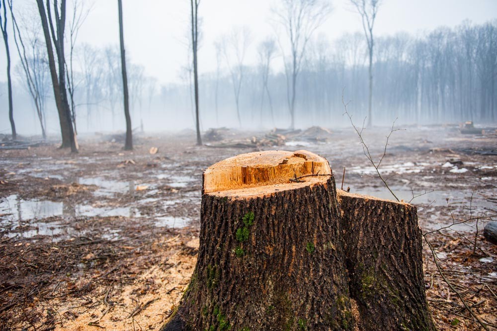 Еврокомиссия требует от Украины снять запрет на вывоз леса-кругляка