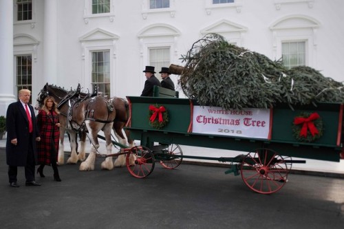 В Белом Доме установили рождественскую ель
