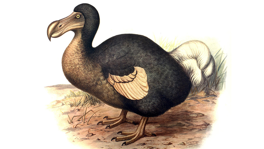 Знаменитую птицу додо покажут в Дарвиновском музее 19 декабря
