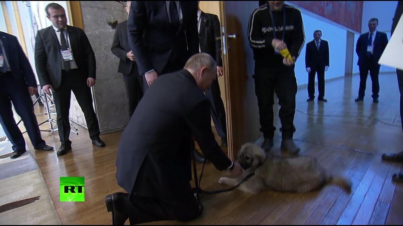 Вучич подарил Путину «Пашу» — щенка шарпланинской овчарки