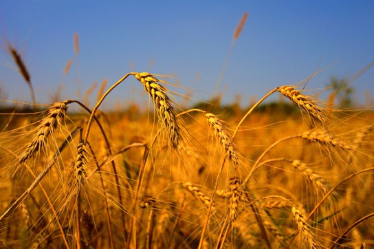 Россия сумела на 40% нарастить экспорт зерна