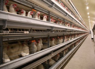 40 тысяч кур-несушек поселились на сахалинской птицефабрике «Островная»