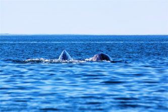 Китобои Чукотки намерены отстаивать квоты на добычу кита